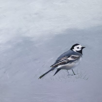 White Wagtail