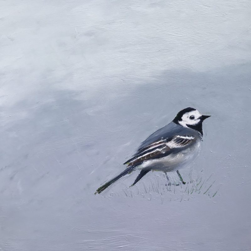 White Wagtail