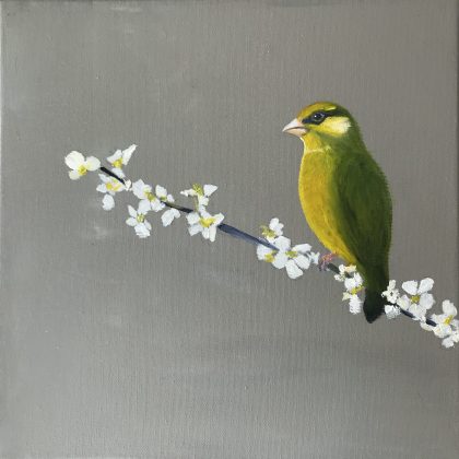 Greenfinch on Cherry Blossom (SOLD)