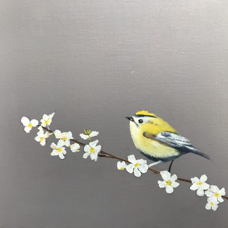 Gold Crest on Cherry Blossom (SOLD)
