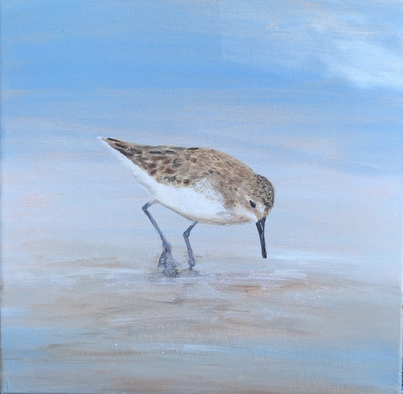 Young Sandpiper At The Beach (SOLD)