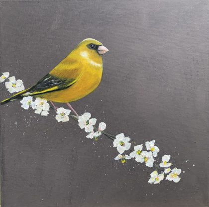 Greenfinch On Cherry Blossom (SOLD)