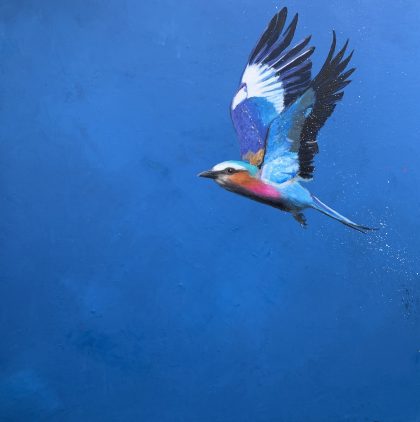 Lilac Breasted Roller ~ in Flight (SOLD)