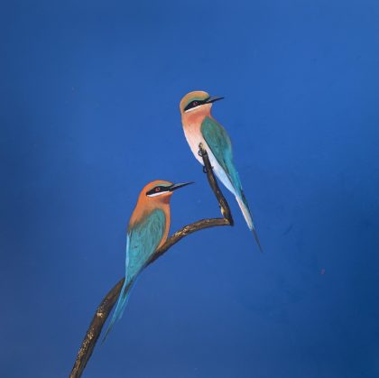 Looking For Bees ~ Bee Eaters