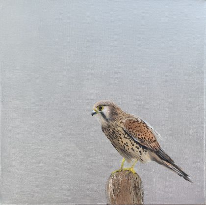 Female Kestrel (SOLD)