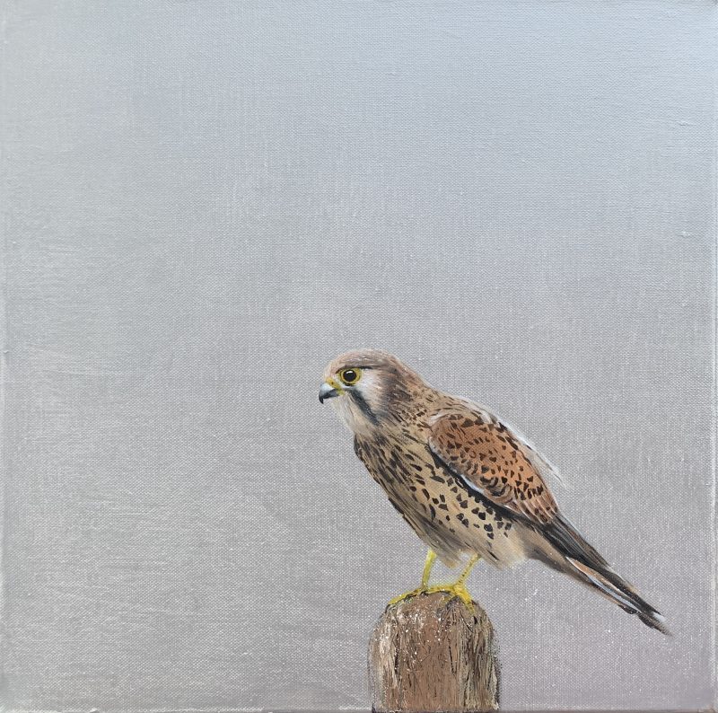 Female Kestrel (SOLD)