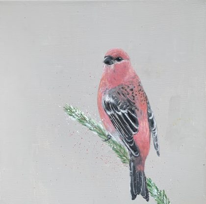 Pink Browed Rosefinch