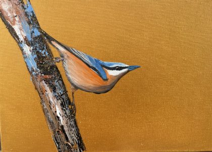 Nuthatch