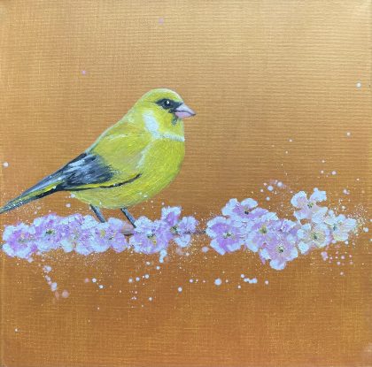 Greenfinch on Cherry Blossom